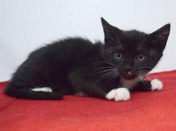 Domestic Medium Hair Cats Available for Adoption in Sacramento, California - GALEA | PetCurious
