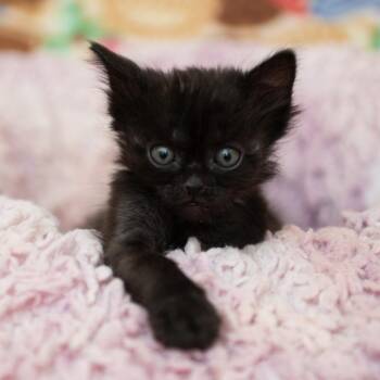 Black Knight -  Domestic Short Hair Cat for Adoption in Kanab, Utah - Black Knight | PetCurious