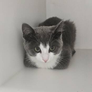 Aurora -  Domestic Short Hair Cat for Adoption in Fall River, Massachusetts - Aurora | PetCurious
