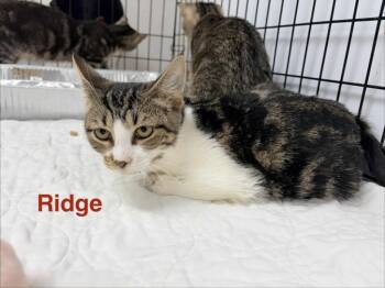 Rescue Domestic Short Hair Cats for Adoption in Rome, Georgia - Ridge | PetCurious