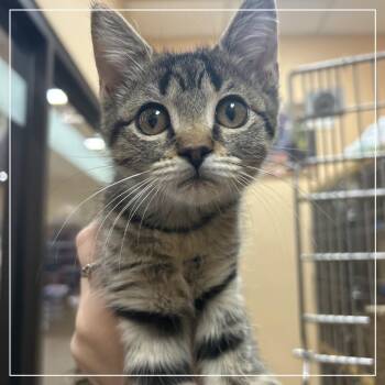 FWT Sweetie -  Domestic Short Hair Cat for Adoption in Midland, Texas - FWT Sweetie | PetCurious
