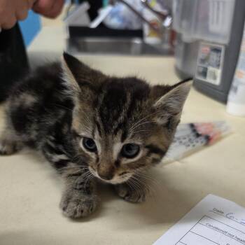 Sawyer -  Domestic Medium Hair Cat for Adoption in Ardmore, Oklahoma - Sawyer | PetCurious
