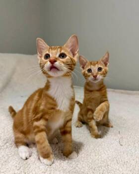 Tangerine and Squeaks (Brothers) -  Tabby Cat for Adoption in Knoxville, Tennessee - Tangerine And Squeaks (Brothers) | PetCurious