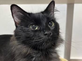 Lime -  Domestic Medium Hair Cat for Adoption in Portland, Oregon - Lime | PetCurious