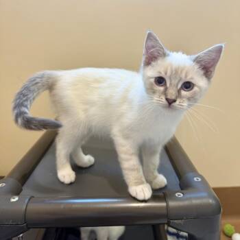 Dragon -  Domestic Short Hair Cat for Adoption in Agoura Hills, California - Dragon | PetCurious