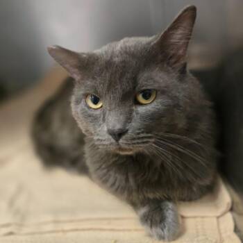 Casper -  Domestic Short Hair Cat for Adoption in Eagle Mountain, Utah - Casper | PetCurious