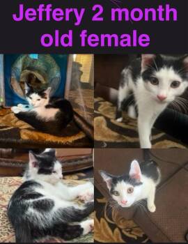 Jeffrey -  Domestic Short Hair Cat for Adoption in Mustang, Oklahoma - Jeffrey | PetCurious