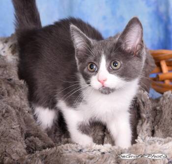 Domestic Short Hair Cats Available for Adoption in Pittsboro, North Carolina - Foxy | PetCurious