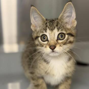 Ito -  Domestic Short Hair Cat for Adoption in Los Angeles, California - Ito | PetCurious