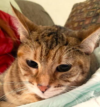 Rescue Domestic Short Hair Cats for Adoption in San Jose, California - Taboo (Courtesy Post) | PetCurious