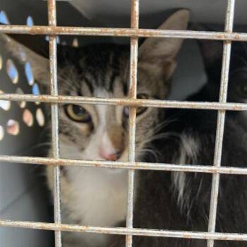 Gumby -  Domestic Short Hair Cat for Adoption in Long Beach, California - Gumby | PetCurious