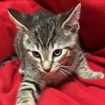 Cumulus -  Tabby Cat for Adoption in Green Valley, Arizona - Cumulus | PetCurious
