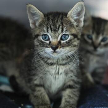 Melman -  Domestic Short Hair Cat for Adoption in Los Angeles, California - Melman | PetCurious