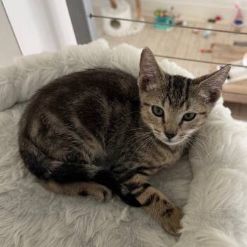 Camo -  Domestic Short Hair Cat for Adoption in Jupiter, Florida - Camo | PetCurious