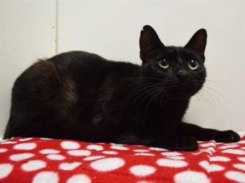 Domestic Short Hair Cats Available for Adoption in Sacramento, California - GUS | PetCurious