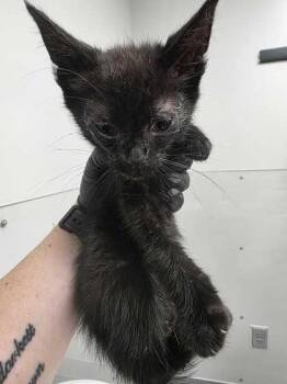 Tucker -  Domestic Short Hair Cat for Adoption in Sevierville, Tennessee - Tucker | PetCurious