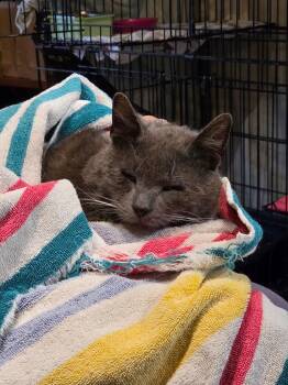 Domestic Short Hair Cats Available for Adoption in Rutherfordton, North Carolina - Winston | PetCurious