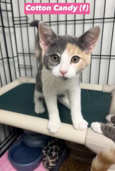 Cotton Candy -  Domestic Short Hair Cat for Adoption in Montville, New Jersey - Cotton Candy | PetCurious