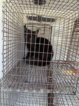 A661174 -  Domestic Short Hair Cat for Adoption in Houston, Texas - A661174 | PetCurious