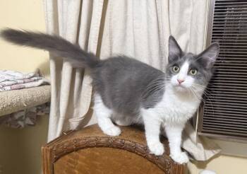 WINSTON -  Domestic Medium Hair Cat for Adoption in Beaumont, California - WINSTON | PetCurious