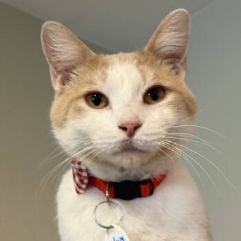 Rescue Domestic Short Hair Cats for Adoption in Tucson, Arizona - Phyleus | PetCurious