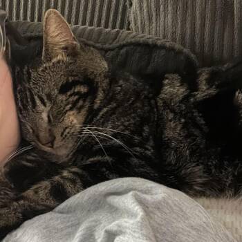 Domestic Short Hair Cats Available for Adoption in Minnetonka, Minnesota - Benedict C68095 | PetCurious