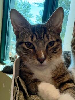 Tatum -  Domestic Short Hair Cat for Adoption in Little Rock, Arkansas - Tatum | PetCurious
