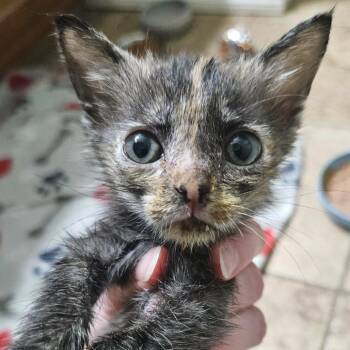Zeng -  Domestic Short Hair Cat for Adoption in San Antonio, Texas - Zeng | PetCurious