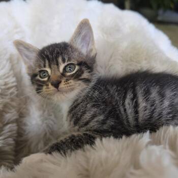 Domestic Short Hair Cats Available for Adoption in Bentonville, Arkansas - Lasso | PetCurious