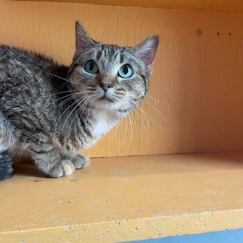 Domestic Short Hair Cats Available for Adoption - Baby | PetCurious