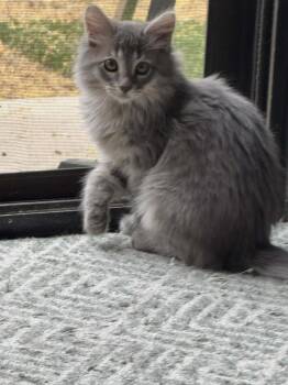 Thyme 3 -  Domestic Long Hair Cat Available for Adoption in Tucson, Arizona - Thyme 3 | PetCurious
