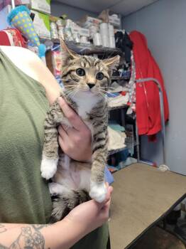 Rescue Domestic Short Hair Cats for Adoption in Anderson, Indiana - Kimchi | PetCurious