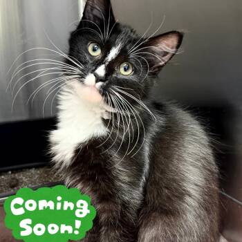 Hamstring -  Domestic Short Hair Cat for Adoption in Waynesville, North Carolina - Hamstring | PetCurious