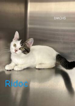 Ridoc -  Domestic Short Hair Cat for Adoption in Burlington, Iowa - Ridoc | PetCurious