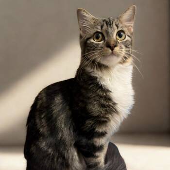 Rescue Domestic Short Hair Cats for Adoption in Springfield, Missouri - Elizabeth Taylor | PetCurious