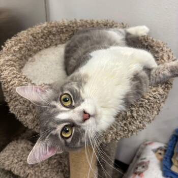 Taz -  Domestic Medium Hair Cat for Adoption in Spokane, Washington - Taz | PetCurious