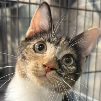 Rescue Domestic Short Hair Cats for Adoption in Jackson, Georgia - Gracelyn | PetCurious