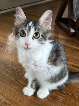 Jasper -  Domestic Medium Hair Cat for Adoption in Murfreesboro, Tennessee - Jasper | PetCurious