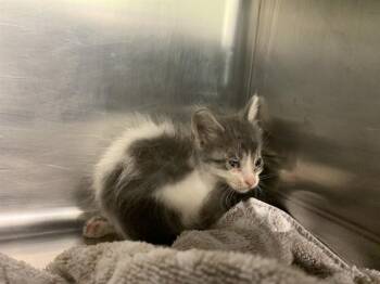 POOF -  Domestic Short Hair Cat for Adoption in Grand Prairie, Texas - POOF | PetCurious
