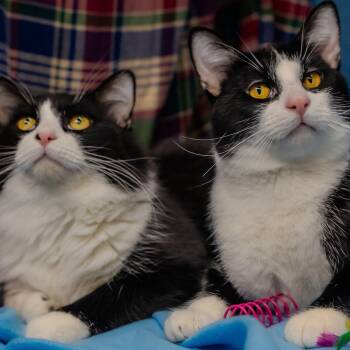 Athos & Pothos -  Domestic Short Hair Cat for Adoption in Alexandria, Indiana - Athos & Pothos | PetCurious