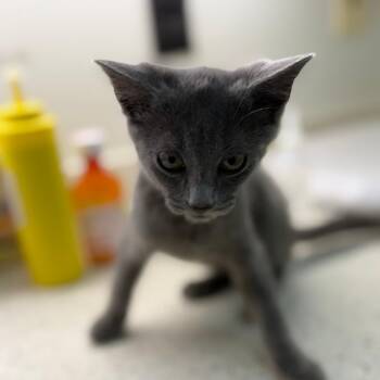Dione -  Domestic Short Hair Cat for Adoption in Auburn, Alabama - Dione | PetCurious