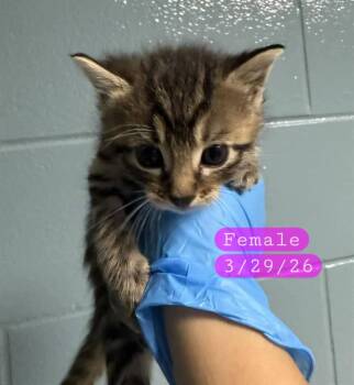 COCOA -  Domestic Short Hair Cat for Adoption in Holbrook, New York - COCOA | PetCurious