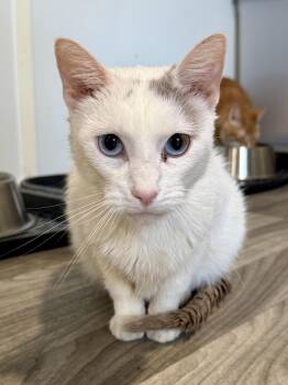 Rescue Domestic Short Hair Cats for Adoption in Ashland, Ohio - Stretch | PetCurious