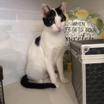 Domestic Short Hair Cats Available for Adoption - Mouse | PetCurious