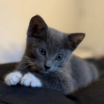 Sadie Vanourek -  Domestic Short Hair Cat for Adoption in Morrison, Colorado - Sadie Vanourek | PetCurious