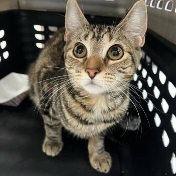 Dandy -  Domestic Short Hair Cat for Adoption in Newark, New Jersey - Dandy | PetCurious