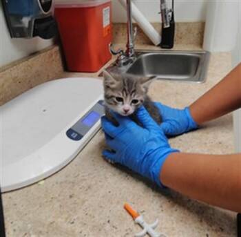 SCOUT -  Domestic Short Hair Cat for Adoption in Albuquerque, New Mexico - SCOUT | PetCurious