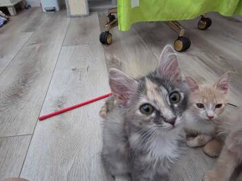 Marigold Summergarden -  Domestic Short Hair and Dilute Tortoiseshell Cat for Adoption in Chandler, Arizona - Marigold Summergarden | PetCurious