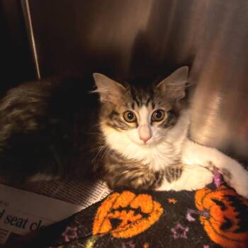 Fern -  Domestic Long Hair Cat for Adoption in Belleville, Illinois - Fern | PetCurious