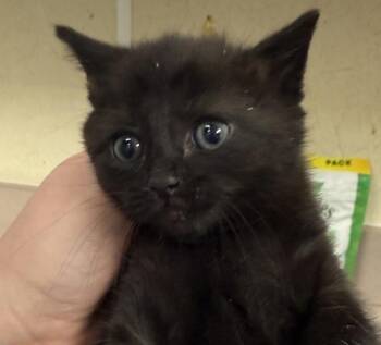Kuka -  Domestic Short Hair Cat for Adoption in Salisbury, Maryland - Kuka | PetCurious